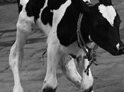 துள்ளி விளையாட துடிக்குது மனசு Calf Jumping