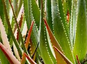 Plant Patterns