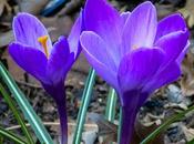 Flowers from March