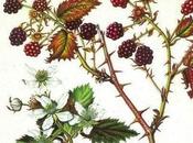 Brambles