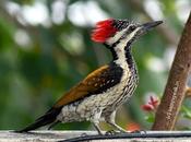 Black-rumped Flameback மனம் கொத்திப் பறவை