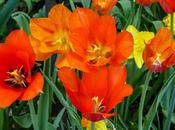 Tulips