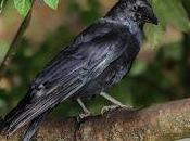 Crows Find