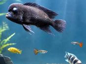 Flowerhorn Fish