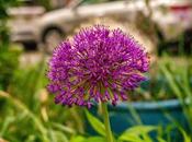 Three Flowers