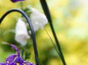 Japanese Iris