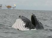 Whales Human-Related Activities Overlap African Waters