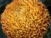 Some Incurve Chrysanthemums Both Regular Irregular