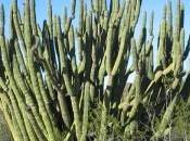 It’s Always About Scorpions, Visiting Arizona? Organ Pipe Huachuca