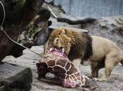 Cruel World: 5,000 Healthy Animals Including Hundreds Larger Ones Such Giraffes, Lions Bears Killed Zoos Europe Every Year