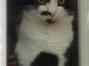 Indoor Cats Outside Great Indoor/Outdoor Debate