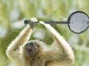 Gibbons Great! They Play Banjo Starters!