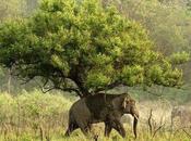 Reasons Love Save Asiatic Elephant. Tanmay Sharma