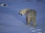 Google Maps Charts Frozen Home Polar Bear
