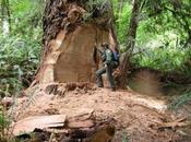 Timber Thieves Threaten California’s Redwood Giants