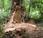 Timber Thieves Threaten California’s Redwood Giants