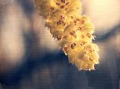 Catkin Signs Spring