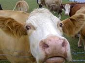 Reasons Should Avoid Dairy Forever