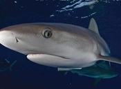 Note: State Shark Bans Protected