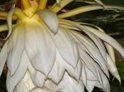 Fragrant Surprise