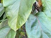 Tree Following October 2026