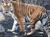 Russian Team Being Trained Panna Boost Tiger Conservation Times India