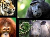 Prominent Indonesian Muslim Clerics Declare Hunting, Trading Endangered Animals Immoral