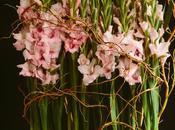 Gladiola Hedge