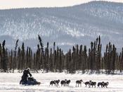 Iditarod 2014: Zirkle Leads, Buser Lurks Galena