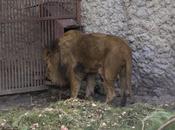 Ukraine Government Leaves Animals from Starvation