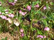 Heaving with Hellebores