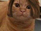 World’s Best Images Cats Wearing Wigs