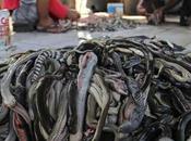 Stomach-churning Images Show Shocking Truth About Indonesian Snake Slaughterhouses