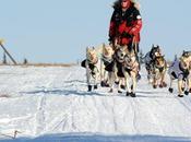 Iditarod 2014: Jeff King Leads Elim, Zirkle Pursuit