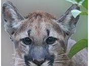 Sierra Club Petition: Don’t Threaten Last Florida Panthers!