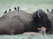 Tension Escalates Over Hunting Pregnant Bison