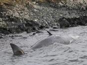 Dead Whales Surface Muness (Scotland,