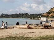 Endangered Whale Washes Ashore Tunisia