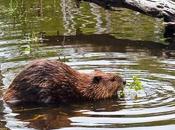 Argentina Chile Decide Leave Beavers