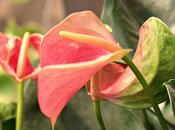 Anthurium Flower Facts