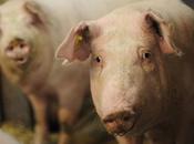 Glimmer Hope Canadian Pigs Animal Legal Defense Fund