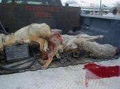 Kill Wolf: Undercover Report from Idaho Coyote Wolf Derby