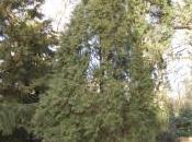 Cupressus Funebris