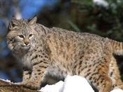 MoveOn Petitions Oppose HB4226 Legalization Bobcat Hunting Illinois