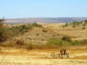 Tanzania: Smarter Anti-Poaching Drive Horizon