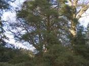 Cupressus Macnabiana