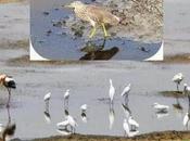 Winged Visitors Karapakkam Hovering That...