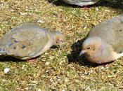 Mourning Doves Farmingdale