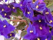 Candied Violets KnitWits