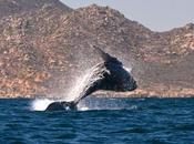 Humpback Whales Cortez